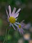 Chrysanthemum hybr Klara Courtes